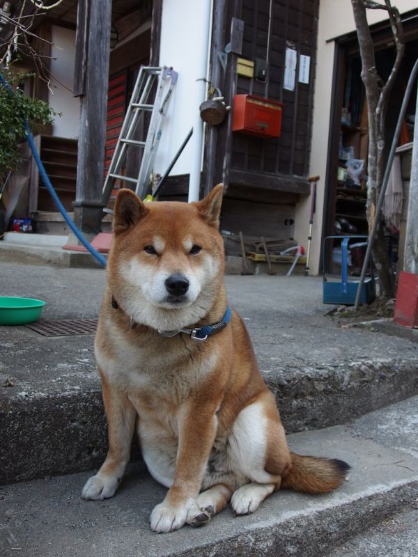 「Doge」とは？柴犬ミームの意味と使われ方のアイキャッチ画像