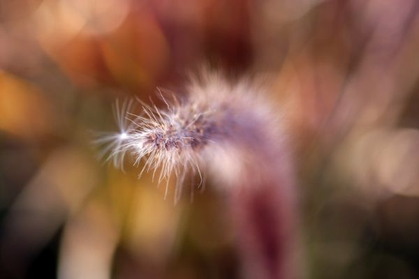 「草」とは？w・笑との違いをわかりやすく解説のアイキャッチ画像